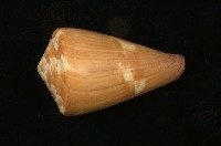 藏品(旗幟芋螺)的圖片